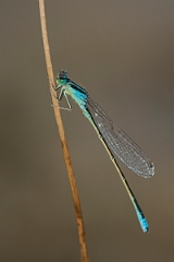 David Plant Photography - Wildlife Photography - Scarce blue-tailed damselfly - C
